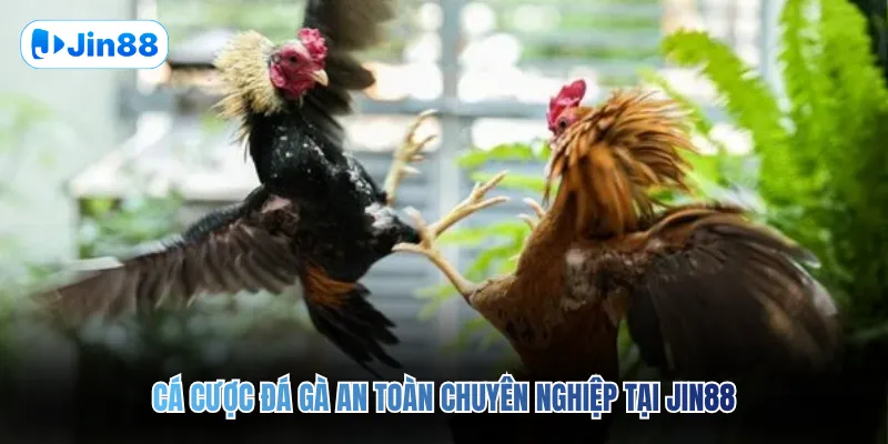 Cá cược đá gà an toàn chuyên nghiệp tại JIN88