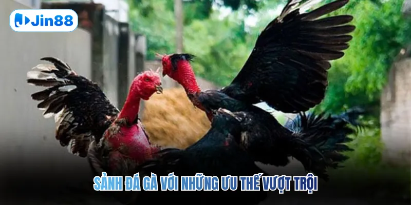 Sảnh đá gà với những ưu thế vượt trội